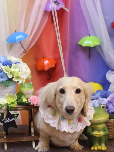 20230615シオンくん